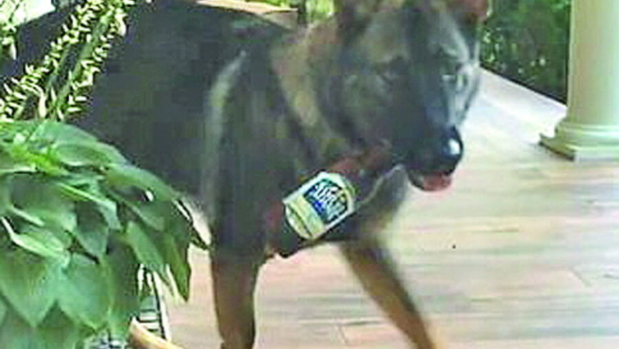 Cão reage prontamente às ordens de dono e vai buscar uma cerveja após dia 'muito difícil' de trabalho